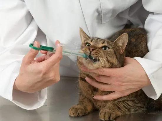 Mer kloos Pillenschieter voor Dieren – Voedingsspuit voor Katten, Honden en Knaagdieren - Makkelijk Medicijnen Toedienen aan Katten, Honden en Knaagdieren -